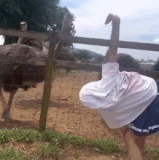 GIF.gif