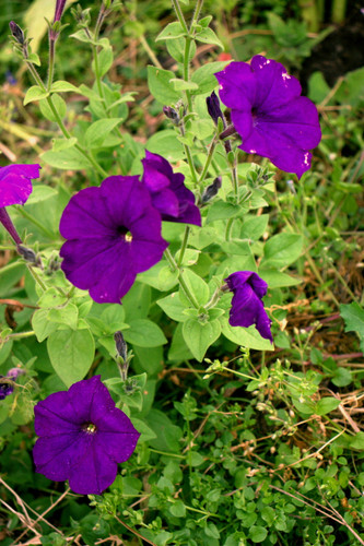 IMG 2513.jpg