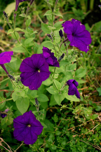 IMG 2512.jpg