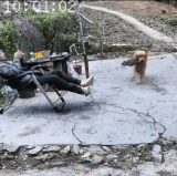 这金毛心眼坏的很哈哈哈.gif