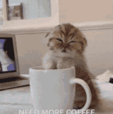 good morning cat images good morning.gif