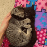 cat cuddle.gif