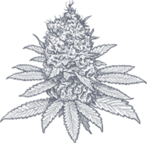 Cannabis Dispensary in DC | Exotic Dreams.jpg