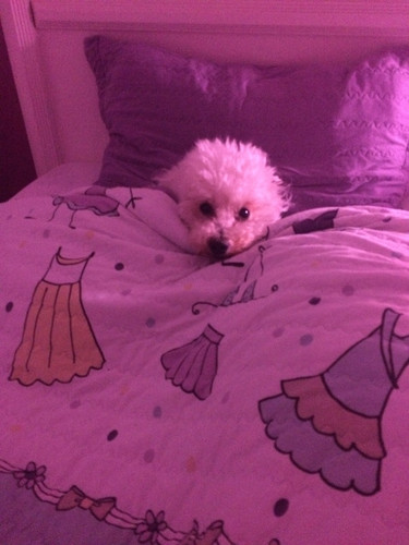 polly (2).jpg
