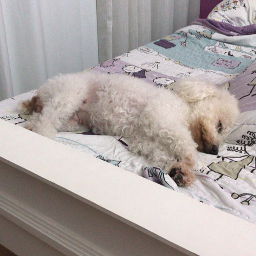 polly (9).jpg