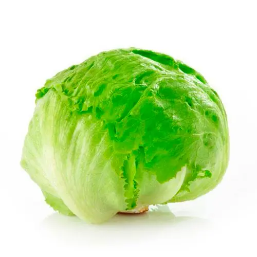 lechuga1 Mesadetrabajo1.webp