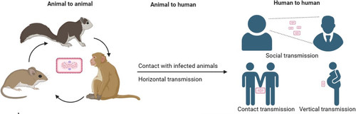 mpox2404.jpg