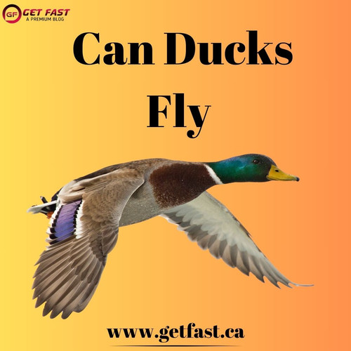 Can Ducks Fly.jpg