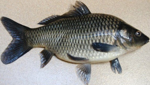B008 Ikan Mas