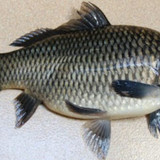 B008 Ikan Mas