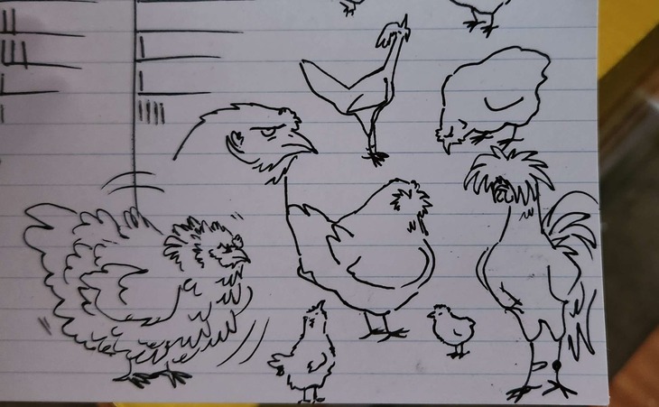 A collection of various pen drawings of chickens on a notecard.