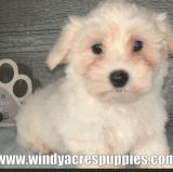 Coton de tulear puppies for sale.gif