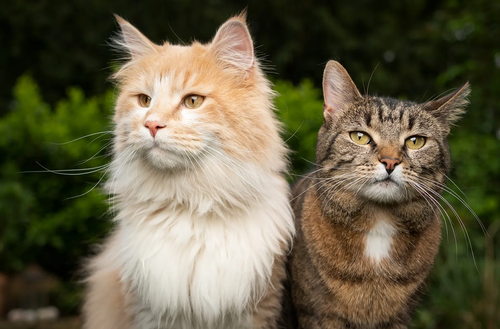 two different breeds of cats side by side outdoors in the garden.png