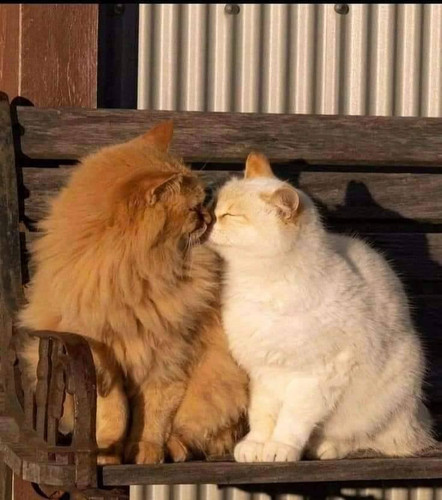 462084053 554859133869312 5794628444823758329 n.jpg