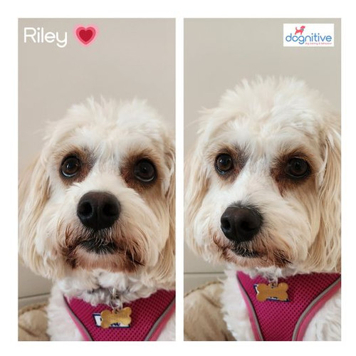 Puppy Obedience Classes Dublin.jpg