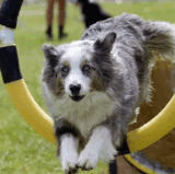 Join Our Agility Classes Puppy Obedience Training in Atlanta.gif