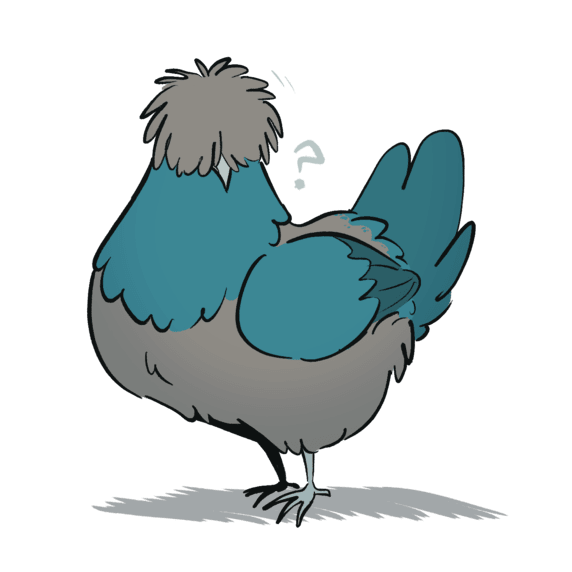 A flat-colored drawing of a Polish hen. She has aqua feathers on her neck, wings, and tail, with a grey head crest, and a grey body.