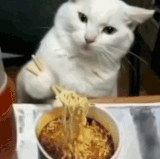 GIF.gif