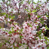 khanik ferdows926