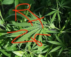 IMG 20220723 001255.jpg