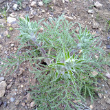 20090120424