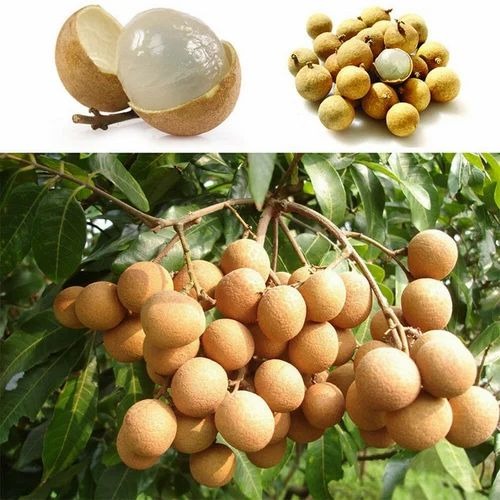 longan plant online rare dwarf d.jpg