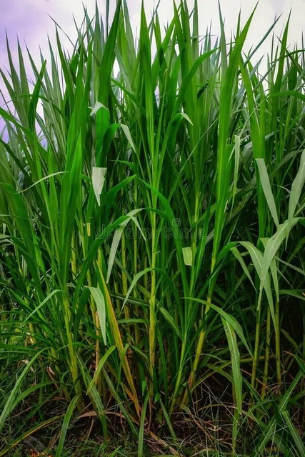 201 grassseed agri care original.jpg