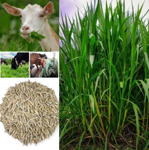 61NFov3Wn9L. UF1000,1000 QL80(1).jpg