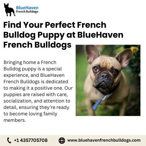 Find Your Perfect French Bulldog Puppy at BlueHaven French Bulldogs.jpg