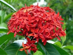 no perennial yes ixora rangan fl.jpg