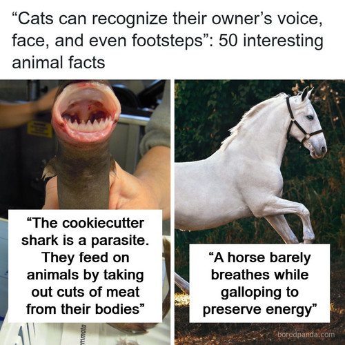 animal facts.jpg