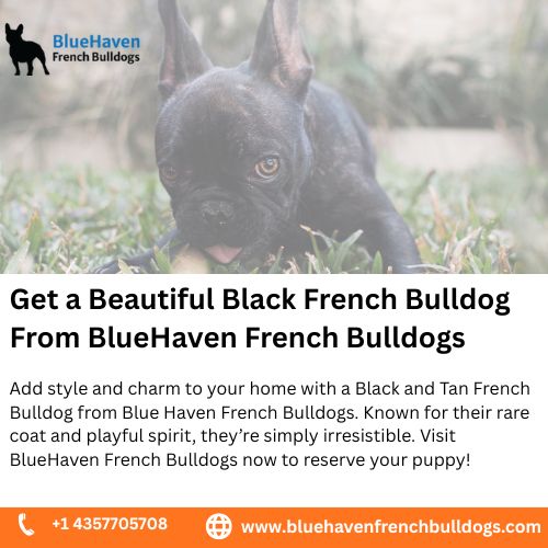 Get a Beautiful Black French Bulldog From BlueHaven French Bulldogs.jpg