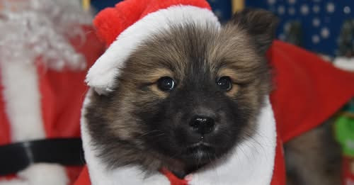 4367329771089365413?url=https%3A%2F%2Ffelvidek.ma%2Fwp content%2Fuploads%2F2025%2F12%2Fpuppy in chri.jpg