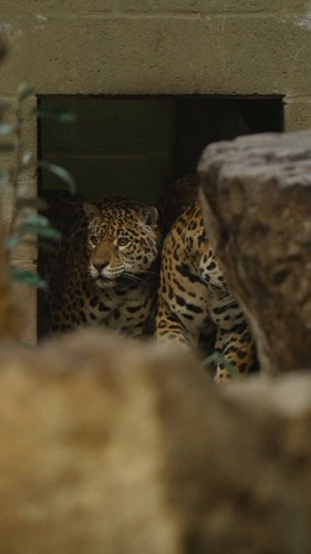 9j0feNRRZ sGPc3Y.jpg