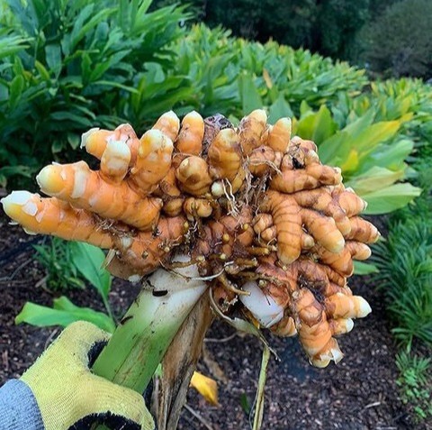 26 curcuma aromatica kasturimanj.jpg