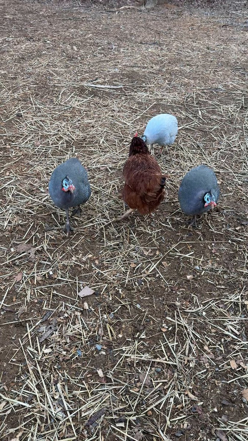 Zte3ZirOP F4izSV.jpg