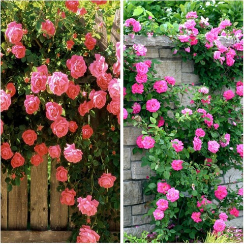 20 rdpl20 rosemerc original imaf.jpg