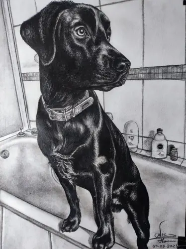 rs=w 740,cg true,m (15).webp