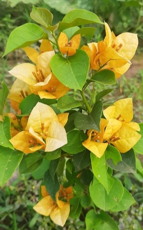 yes annual yes bougainvillea yel.jpg