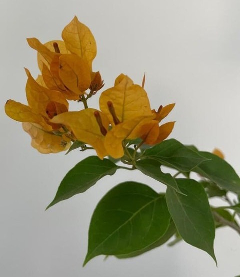 no perennial yes live exotic flo.jpg