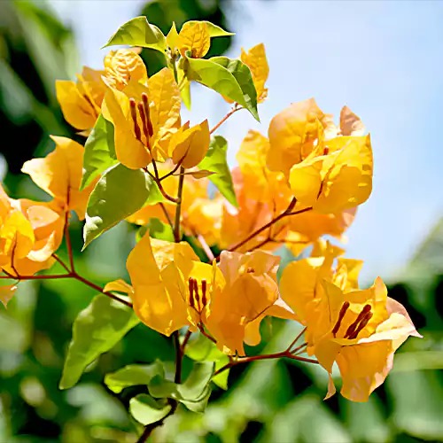 Bougainvillea Plant Yellow 01.jpg
