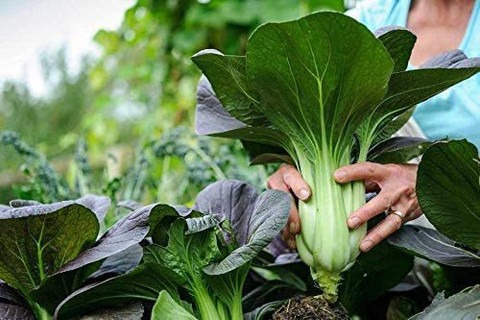 200 f1 hybrids vegetable seeds f.jpg