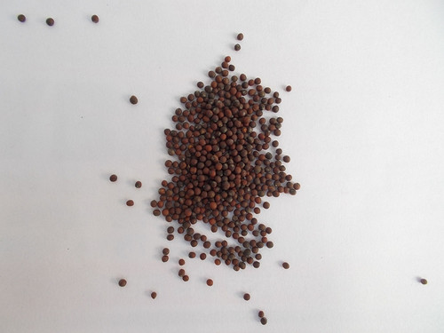 pakchoi seeds.jpg