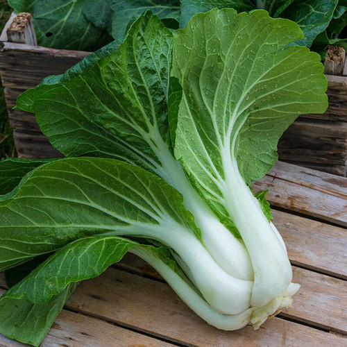 100 pakchoi100 recron seeds orig.jpg