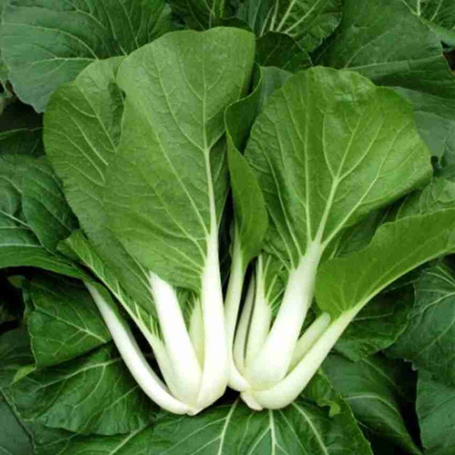 64 pakchoi vegetable seeds for h.jpg