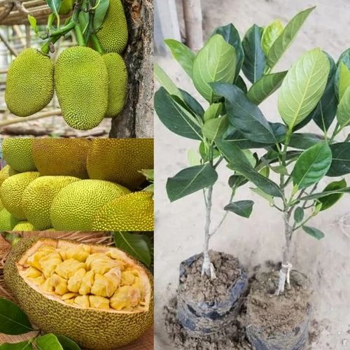 thai jackfruit plant 500x500.jpg