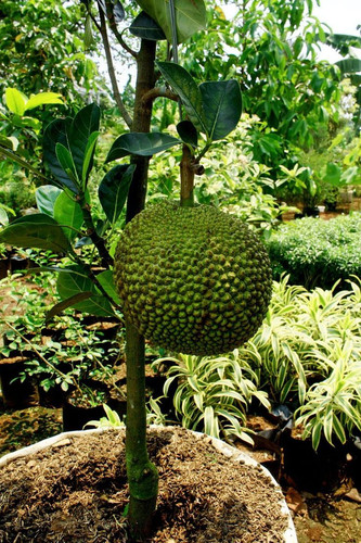 Fruits.jpg