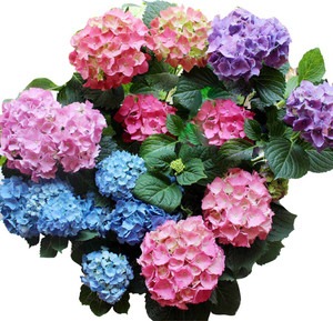 100 fub626ssd redoak original im.jpg