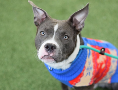 G76lLdwagAIwU b?format=jpg.jpg