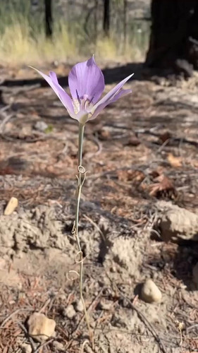 sv98tp 4YZPBAC0 .jpg